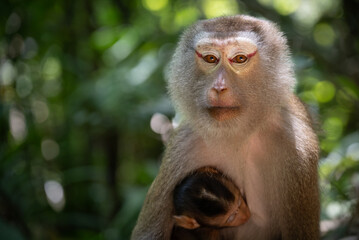 Fototapeta premium Khao Sok National Park, Thailand - Northern pig-tailed macaque (macaca leonina) with baby