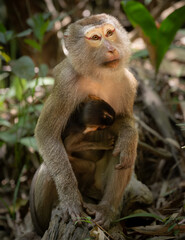 Fototapeta premium Khao Sok National Park, Thailand - Northern pig-tailed macaque (macaca leonina) with baby