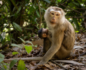 Khao Sok National Park, Thailand - Northern pig-tailed macaque (macaca leonina) with baby