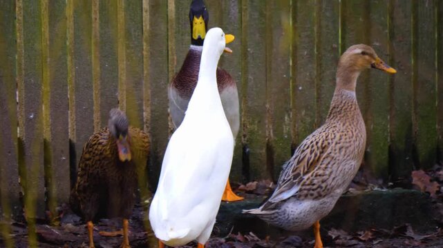 Close up of two indian runner ducks about to fight in a backyard on cloudy autumn day in Germany