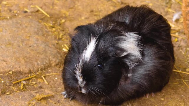 A very close up of a guinea pig moving around the ground on a sunny spring day