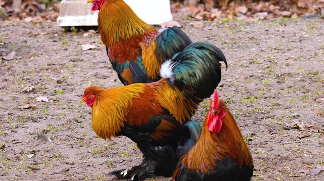 Close up of two male roosters about to fight in a backyard on cloudy autumn day in Germany