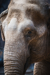 Asian elephant (Elephas maximus) © JuanPablo