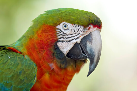Closeup of a Catalina Macaw