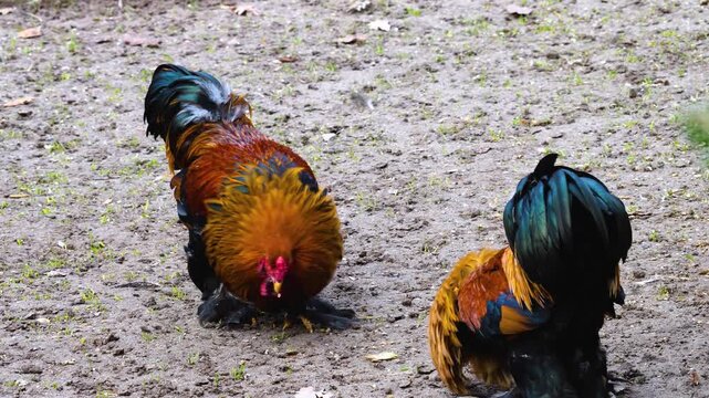 Close up of two male roosters about to fight in a backyard on cloudy autumn day in Germany