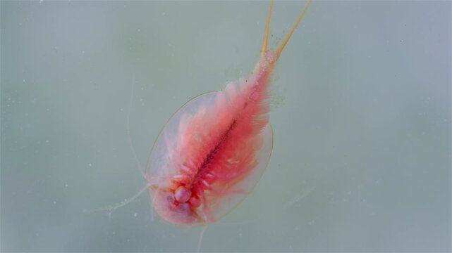 A detailed view shows a mature tadpole shrimp (Triops cancriformis) near the water surface. It swims while filtering the water for food. Its shield-like body, legs, and long tail are clearly visible.