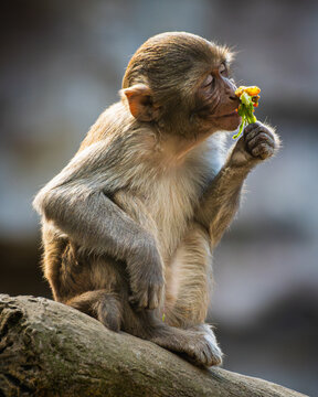 Rhesus macaque (Macaca mulatta)