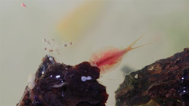 A detailed view shows a mature tadpole shrimp (Triops cancriformis) near the water surface. It swims while filtering the water for food. Its shield-like body, legs, and long tail are clearly visible.