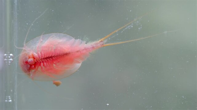 A detailed view shows a mature tadpole shrimp (Triops cancriformis) near the water surface. It swims while filtering the water for food. Its shield-like body, legs, and long tail are clearly visible.