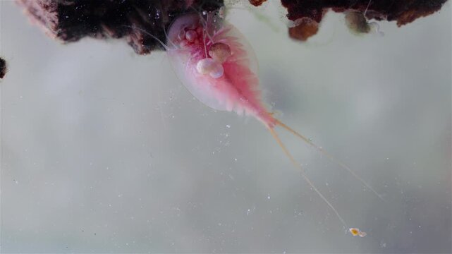 A detailed view shows a mature tadpole shrimp (Triops cancriformis) near the water surface. It swims while filtering the water for food. Its shield-like body, legs, and long tail are clearly visible.