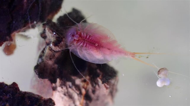A detailed view shows a mature tadpole shrimp (Triops cancriformis) near the water surface. It swims while filtering the water for food. Its shield-like body, legs, and long tail are clearly visible.