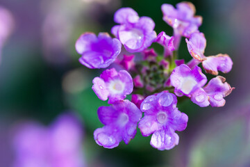 Obraz premium purple flower blooming cluster macro dew drops on petals close up lantana montevidensis on blurred green garden background with copy space for banner design concept of gardening, nature, floristry