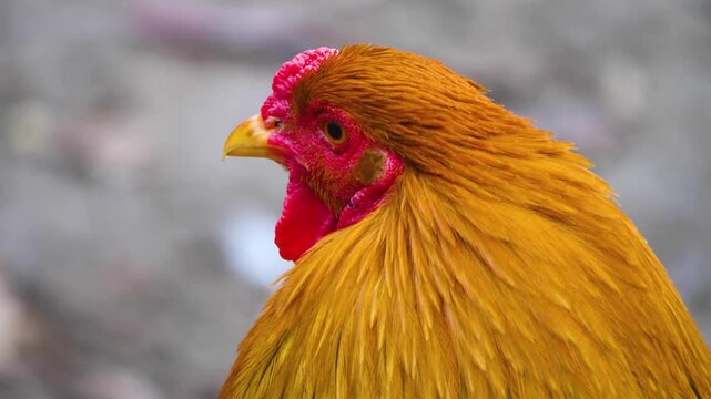 Close up of a brown rooster cock head standing around on a sunny autumn day on a farm
