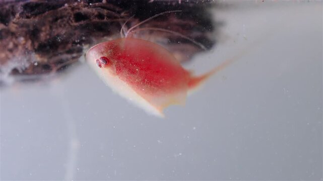 A detailed view shows a mature tadpole shrimp (Triops cancriformis) near the water surface. It swims while filtering the water for food. Its shield-like body, legs, and long tail are clearly visible.