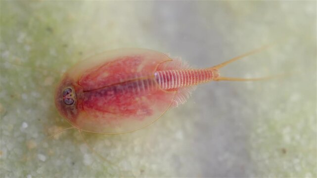 A tadpole shrimp (Triops cancriformis) is underwater at the bottom, digging in the sand with its legs. It filters water while searching for food. The macro view shows fine details of its shell.