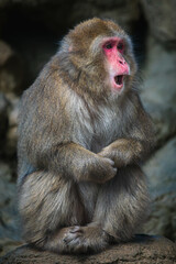Obraz premium Japanese macaque (Macaca fuscata)
