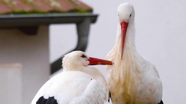 Close up storks grooming each other while standing in a nest on a sunny spring day