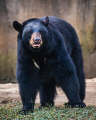 Obraz premium American black bear (Ursus americanus)