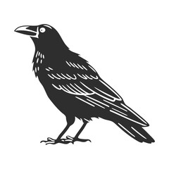 Obraz premium Black crow vector illustration