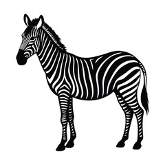 Black and white zebra vector illustration © NURSABAISLAM