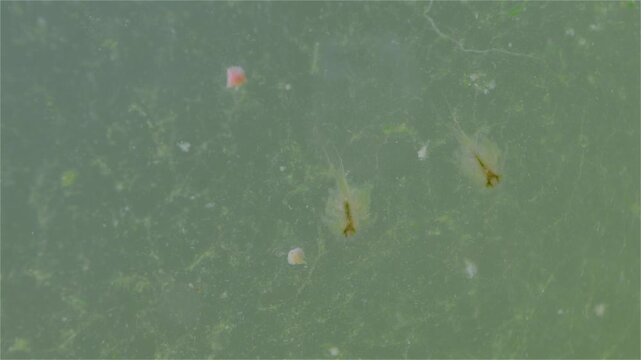 A detailed view shows a young tadpole shrimp (Triops cancriformis) near the water surface. It swims while filtering the water for food. Its shield-like body, legs, and long tail are clearly visible.