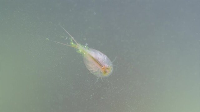 A detailed view shows a young tadpole shrimp (Triops cancriformis) near the water surface. It swims while filtering the water for food. Its shield-like body, legs, and long tail are clearly visible.