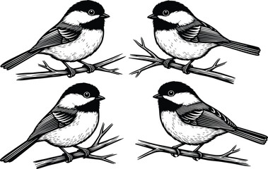 Engraved chickadee bird vector illustration set, vintage black and white perched songbirds on branch with detailed feathers, wildlife line art collection © Ideasy Mind