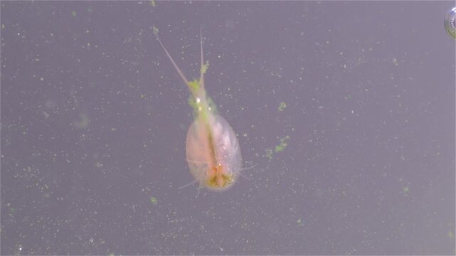 A detailed view shows a young tadpole shrimp (Triops cancriformis) near the water surface. It swims while filtering the water for food. Its shield-like body, legs, and long tail are clearly visible.