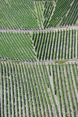 Fototapeta premium Weinanbau, Oberen Mittelrhein, Bopparder Hamm