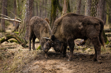 Stado Polskich żubrów na wiosennej polanie starego  lasu © kubikactive