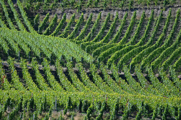 Weinanbau, Oberen Mittelrhein, Bopparder Hamm