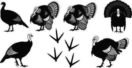 Turkey bird vector illustration set, wild and farm turkey silhouettes with feather details and footprints, black poultry engraving collection © Ideasy Mind