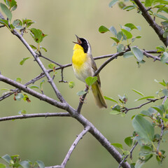 Fototapeta premium Brilliantly colored male common yellowthroat warbler Geothlypis trichas happily singing in a leafy deciduous tree during spring migration in southern Ontario Canada