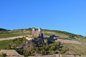 Weinanbau, Oberes Mittelrheintal, Rheingau