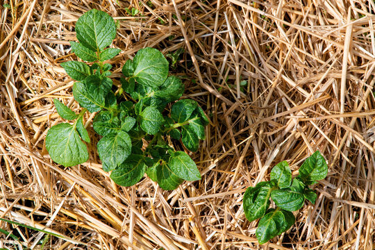 Young potato plants growing in straw mulch bed. Sustainable cultivation method supporting soil health and moisture retention. Concept of food security and resilient agriculture systems