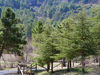 Fototapeta premium Pinsapo forest Pinsapo Abies pinsapo in the Sierra de las Nieves Los Quijigales National Park