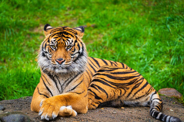 Obraz premium The Majestic Bengal Tiger