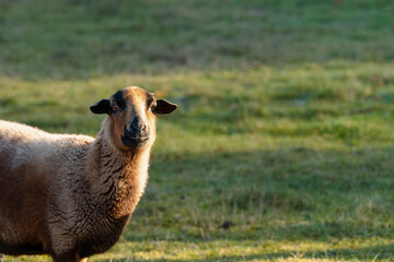 Fototapeta premium Sheep with copy space. Sheep standing in open grassy field with soft background. Rural landscape and agritourism concept showing traditional countryside lifestyle and sustainable land use