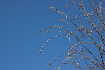 Tree-like shrub branch salix caprea or rakita blooms. Fluffy catkins of pussy willow growth on blue sky background. Nature awakes in spring and so called soft cats. Blooming twig goat willow. © IhorStore