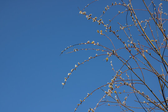 Tree-like shrub branch salix caprea or rakita blooms. Fluffy catkins of pussy willow growth on blue sky background. Nature awakes in spring and so called soft cats. Blooming twig goat willow.