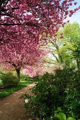Fototapeta premium Pink flowering tree Prunus serrulata Kanzan arching over garden pathway in spring park. Lush greenery and blooming canopy create inviting landscape for seasonal tourism and outdoor recreation
