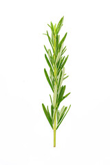 Fototapeta premium Rosemary branches on the white background