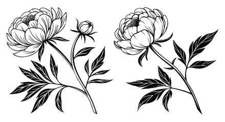 Elegant black and white illustration of two peony flowers with buds and leaves © hngrapx