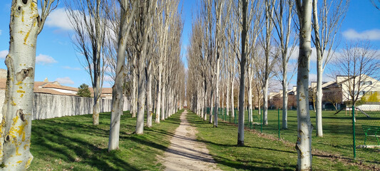 Fototapeta premium Camino de tierra flanqueado por hileras de chopos bajo un cielo azul despejado en Burgos, España