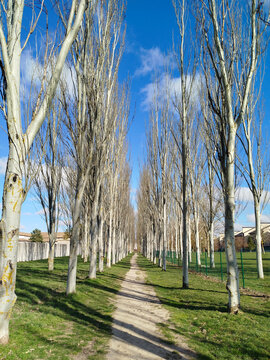 Camino de tierra flanqueado por hileras de chopos bajo un cielo azul despejado en Burgos, Espa&ntilde;a