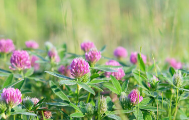 Fototapeta premium Beautiful pink clover flowers on green meadow close up, nature background. spring, summer nature image. floral landscape. dreamy, relax, harmony atmosphere. template for design.