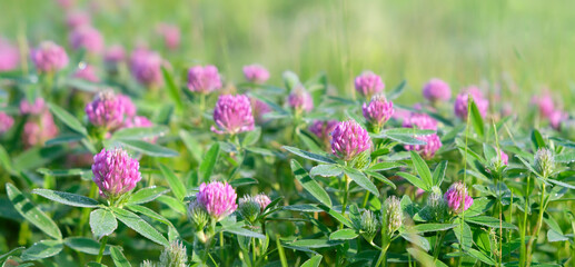 Fototapeta premium Beautiful pink clover flowers on green meadow close up, nature background. spring, summer nature image. floral landscape. dreamy, relax, harmony atmosphere. template for design. banner.