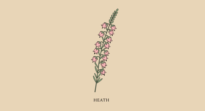 Heath Flower Botanical Illustration &ndash; Minimal Wildflower Line Art Design