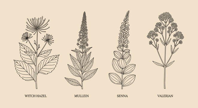 Vintage Medicinal Herb Illustration Set &ndash; Vetch, Mullein, Senna, Valerian Botanical Line Art