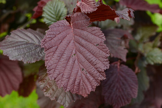 Blut Lambertsnu&szlig;, Corylus maxima Purpurea